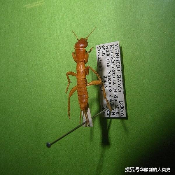 の中文是什么意思 の中文是什么意思